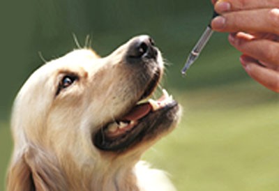 Fitoterápicos para Pets