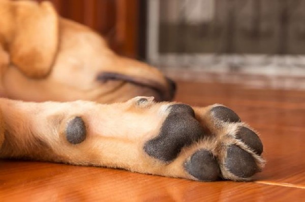 Calos nos Cotovelos de Cães