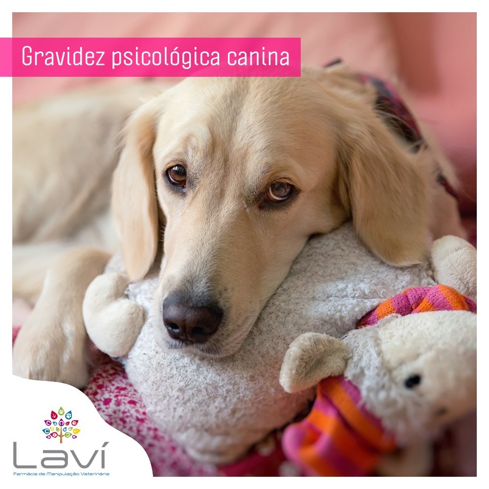 Gravidez psicológica canina