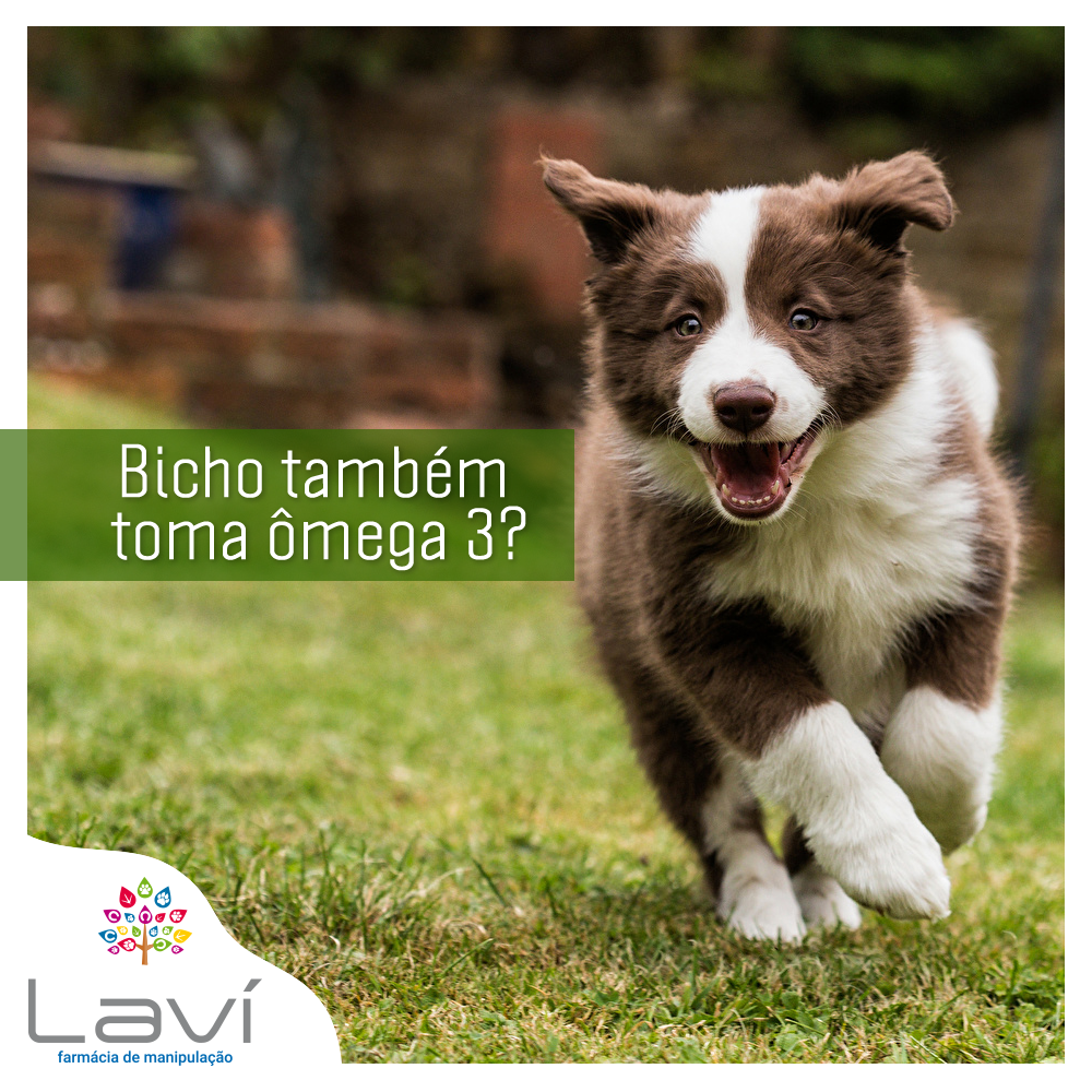 Bicho também toma ômega 3?