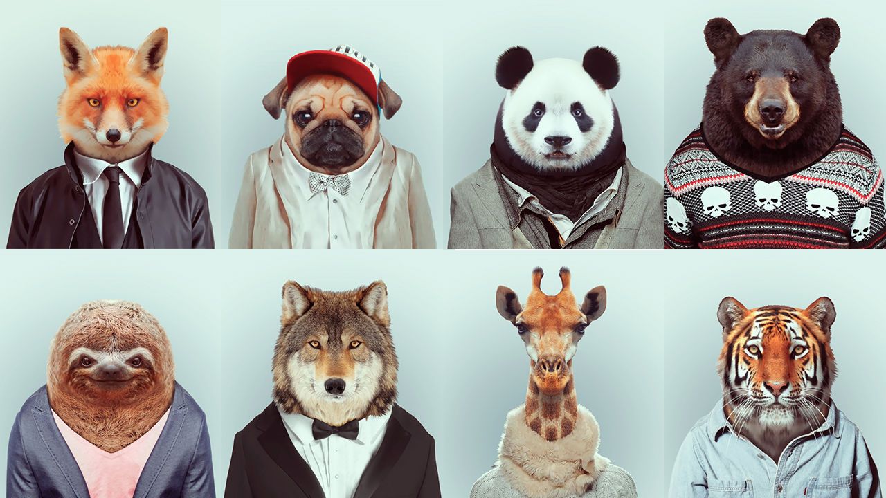 5 coisas humanas que você não vai acreditar que os animais também fazem